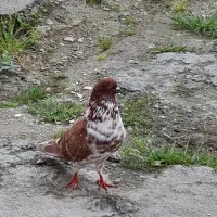 کفتر های آس پرشی