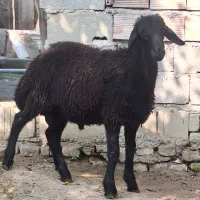 گوسفند بره نر