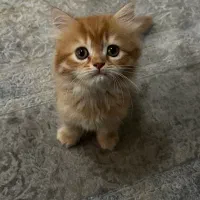 بریتیش لانگ هیر دو ماهه نر