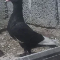 سیاه پلنگ ...جونگ.نر