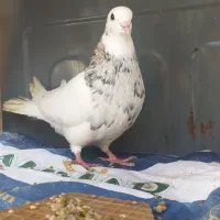 کبوتر طوقی (هفت رنگ)