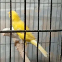 قناری نر مست ماده اماده|پرنده|شیراز, دست خضر|دیوار