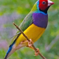 همه نوع پرنده ای رو ورمیدارم