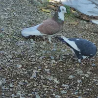 انواع کبوتر|پرنده|آق قلا, |دیوار