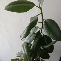 گل گوش فیلی