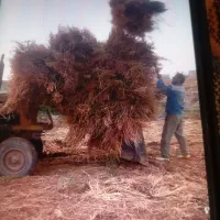 جارو محلی تعداد بالا