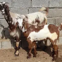 ۱عدد بز کهره‌دار و ۲عدد بره نر