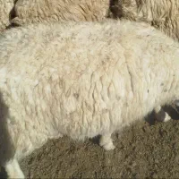 گوسفند شک|حیوانات مزرعه|حمیل, |دیوار