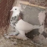 جفت طوقی فروشی