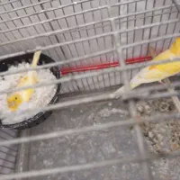 جفت قناری به همراه جوجه
