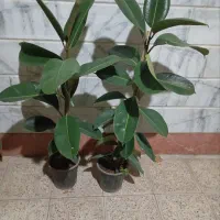 گل‌های آپارتمانی زیبا|گل و گیاه طبیعی|مشهد, نیزه|دیوار