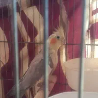 عروس هلندی|پرنده|کرج, شاهین‌ویلا|دیوار