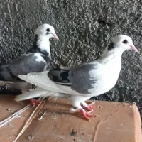 کبوتر جوجه پشت سیاه ابلغشازده سبز تیکه پاره پرشی|پرنده|کرج, کوی کارمندان جنوبی|دیوار