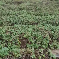 سر سبز و با ریشه وبا اصالت|خدمات باغبانی و درختکاری|قائم‌شهر, |دیوار