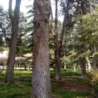 خدمات خرید و برش چوب باغی