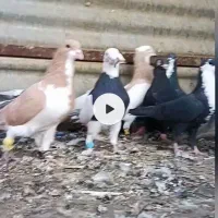 دسته چهل عددی شهری بهبهانی