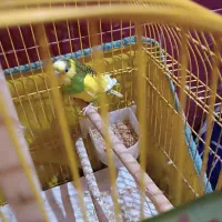 مرغ عشق ماده شرط تخم گذار|پرنده|سوسنگرد, |دیوار