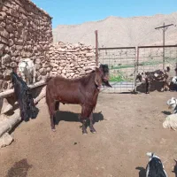 دوبر چاق|حیوانات مزرعه|مسجد سلیمان, |دیوار