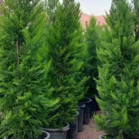 درخت تزئینی و بابا آدم|گل و گیاه طبیعی|شیراز, میرزاکوچک خان|دیوار