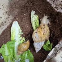 حلزون پرورشی (آچاتینا)