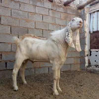 تکه جوان|حیوانات مزرعه|خواف, |دیوار