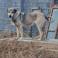 سگ ماده پژدر