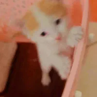 گربه کوچک|گربه|تهران, آرژانتین|دیوار