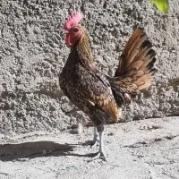 خروس مینیاتوری