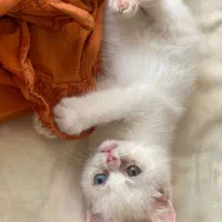 گربه گمشده در کیانپارس خ ۱۷ و ۱۸