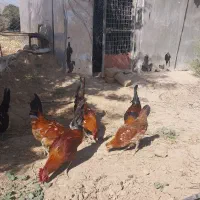 فروش خروس گلین|حیوانات مزرعه|مهاجران, |دیوار