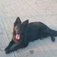 بلک