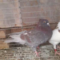 کبوتر پرشی وزاجر