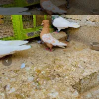 دمی  زاغ سینه ای|پرنده|لامرد, |دیوار