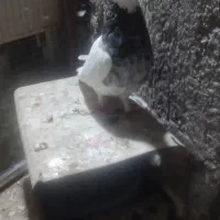 طوقی هفت رنگ