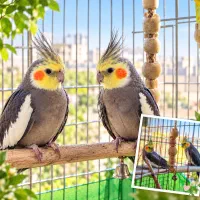 عروس هلندی