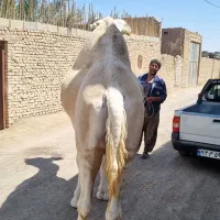 فروش یک نفر شتر لوک سفید