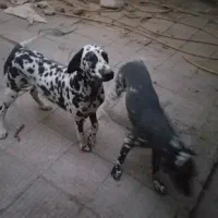 سگ دالمیشن نر و ماده|سگ|آفتاب, |دیوار