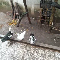 ۳ قطعه اردک اسراییلی ماده آماده تخم گذاری