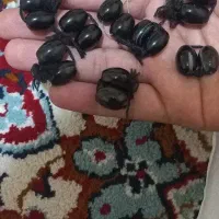 انواع مهره های قدیمی اصل( بندر ماشهر )|جواهرات|بندر ماهشهر, |دیوار