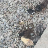 جوجه ۱ ماهه سالم وسرحال|حیوانات مزرعه|آق قلا, |دیوار