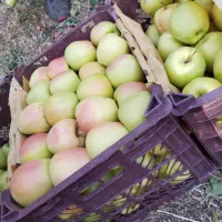 نهال دوساله با کیفیت