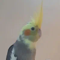 گمشده عروس هلندی به نام اودی