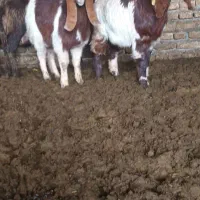 میش بز|حیوانات مزرعه|تربت‌حیدریه, کوی شهید احمدزاده ملکی|دیوار