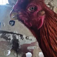 خروس و مرغ چنگ طوطی به ضمانت|حیوانات مزرعه|تربت جام, فاز ۱ فرهنگیان|دیوار