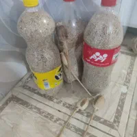بزر