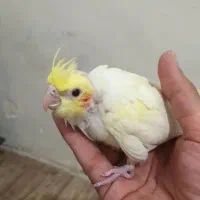جوجه عروس نر