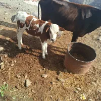 گاو گوساله نرسوزنی هلشتاین