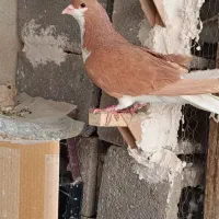 کبوتر کفتر یک جفت