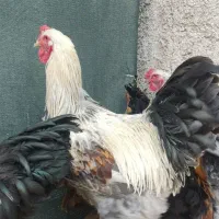 مرغ وخروس وتخم مرغ برهما|حیوانات مزرعه|پاکدشت, پاکدشت (مامازند)|دیوار