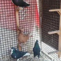 کبوتر شهری|پرنده|بندرعباس, |دیوار